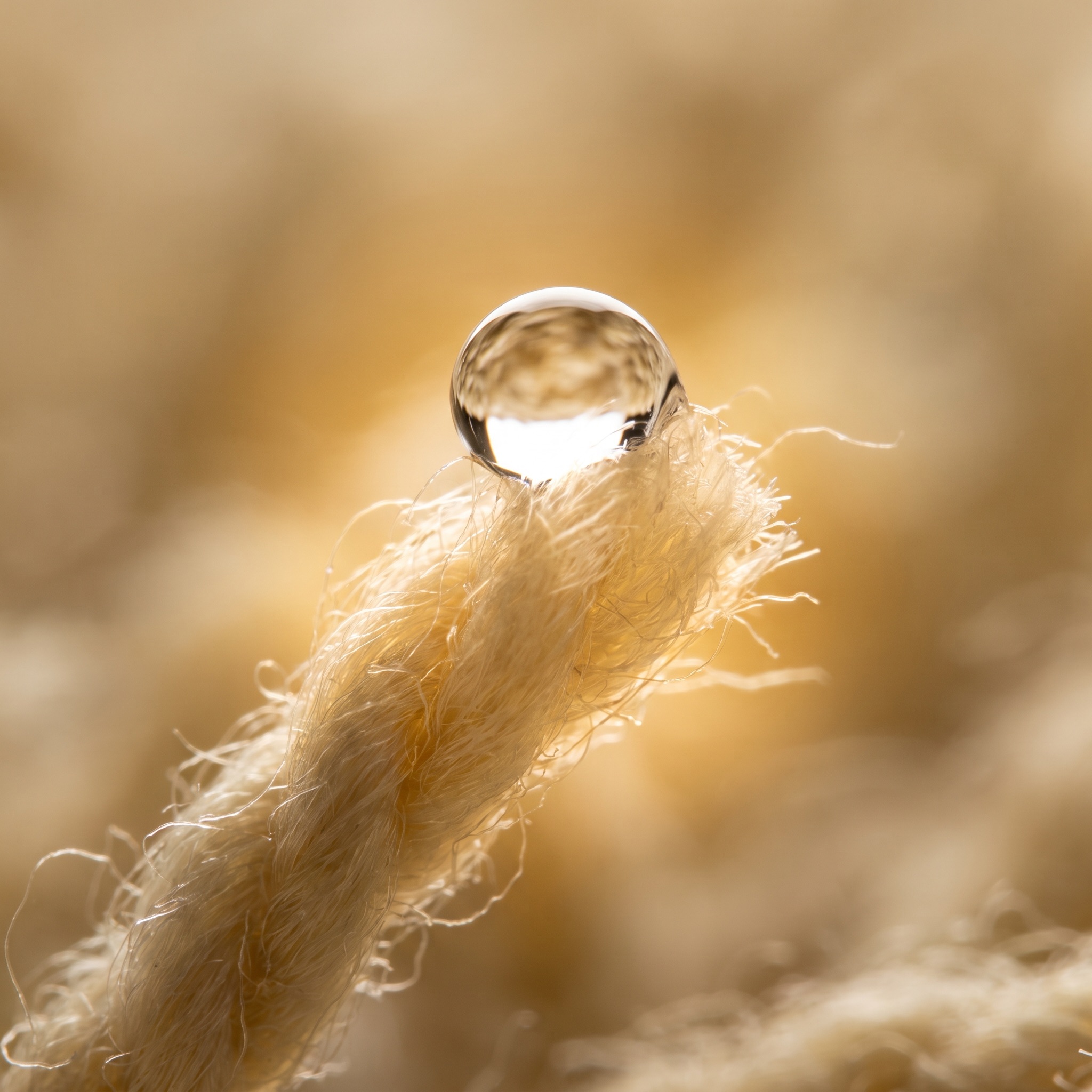 Water droplet beading on a protected wool carpet fiber